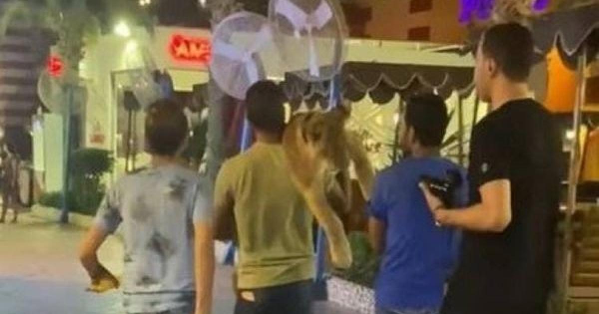 الشرطة المصرية تلقي القبض على شبان يتجولون بصحبة أسد في ...
