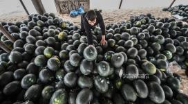 انتعاش موسم البطيخ في قطاع غزة مع إرتفاع درجات الحرارة