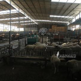 بالصور: مزارع العجول بغزة تستعد لاستقبال عيد الاضحى 2022