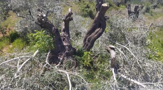 مستوطنون يقطعون 160 شجرة زيتون جنوب نابلس